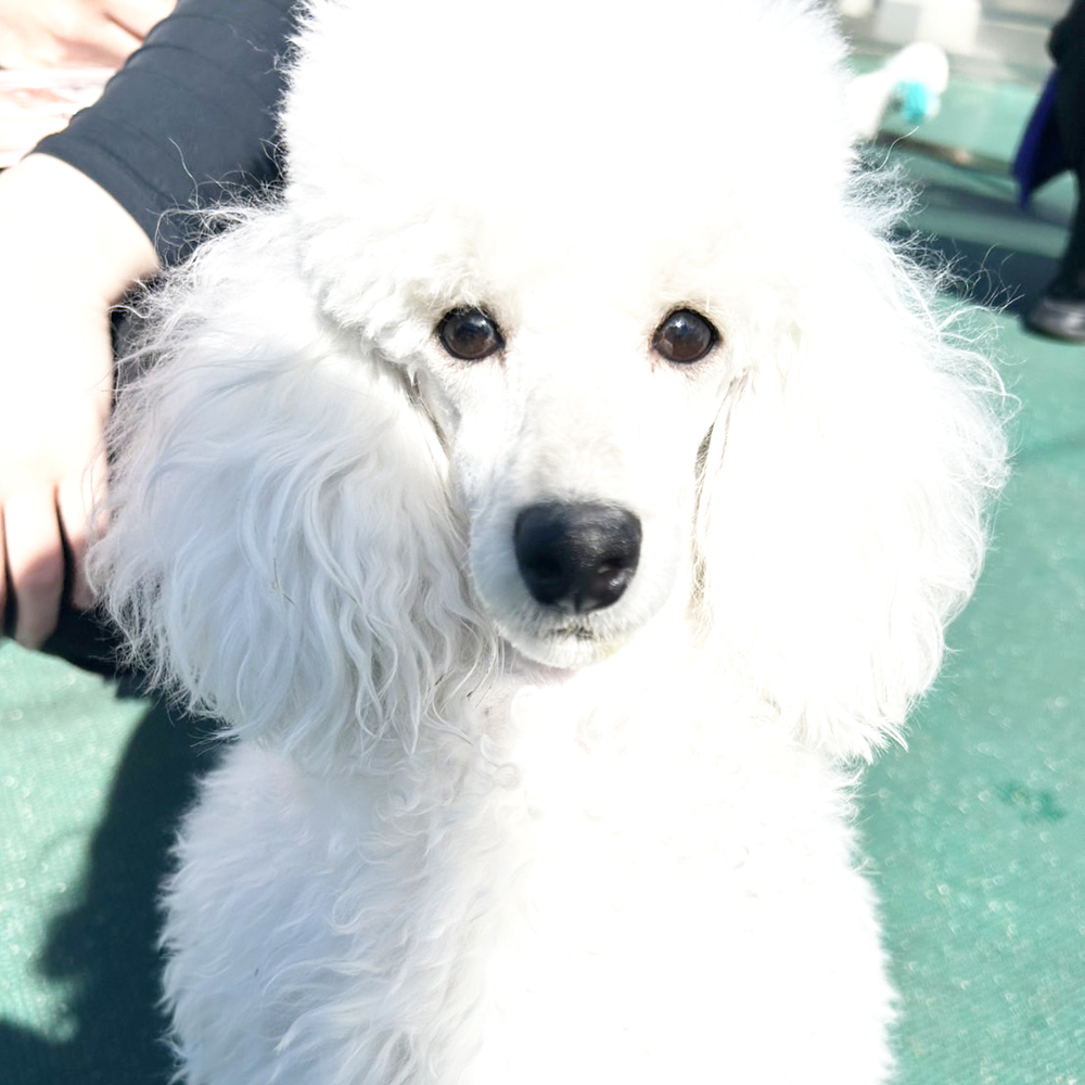 生徒が撮影したモデル犬の写真②